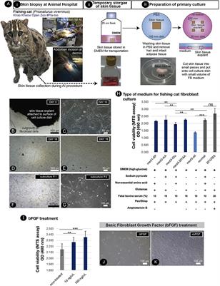 Establishment of fishing cat cell biobanking for sustainable conservation